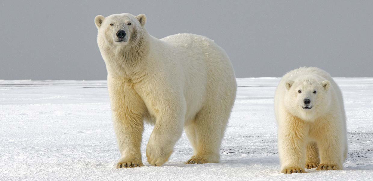 Polarbear alarm to arctis - With Designlarm and Ajax alarm systems